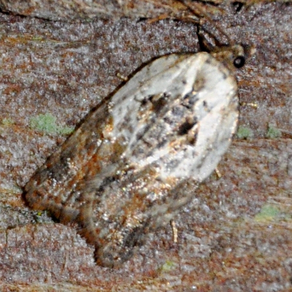 Photo of Acleris variegana by <a href="http://www.coffinpoint.ca/">Paul Westell</a>